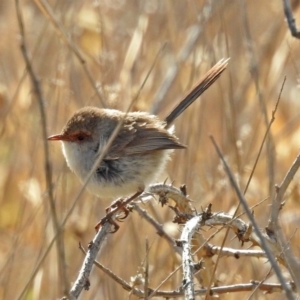 Malurus cyaneus at Fyshwick, ACT - 30 Aug 2019