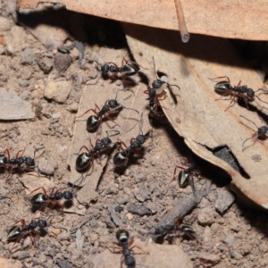 Dolichoderus scabridus at Acton, ACT - 28 Aug 2019