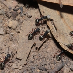 Dolichoderus scabridus at Acton, ACT - 28 Aug 2019