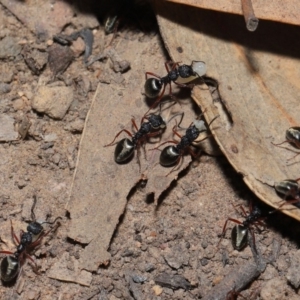 Dolichoderus scabridus at Acton, ACT - 28 Aug 2019