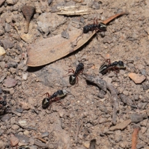 Dolichoderus scabridus at Acton, ACT - 28 Aug 2019