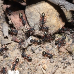 Dolichoderus scabridus at Acton, ACT - 28 Aug 2019