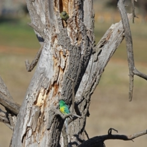 Psephotus haematonotus at Fyshwick, ACT - 30 Aug 2019