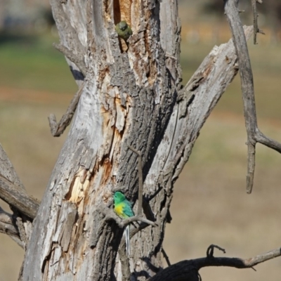 Psephotus haematonotus (Red-rumped Parrot) at Jerrabomberra Wetlands - 30 Aug 2019 by RodDeb