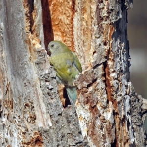 Psephotus haematonotus at Fyshwick, ACT - 30 Aug 2019