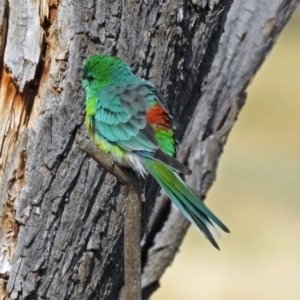 Psephotus haematonotus at Fyshwick, ACT - 30 Aug 2019