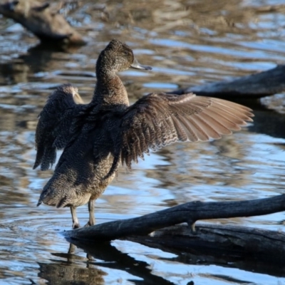 Stictonetta naevosa (Freckled Duck) at Jerrabomberra Wetlands - 30 Aug 2019 by RodDeb