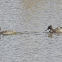 Stictonetta naevosa at Fyshwick, ACT - 30 Aug 2019