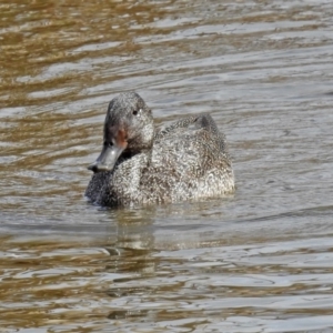 Stictonetta naevosa at Fyshwick, ACT - 30 Aug 2019