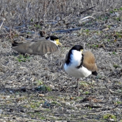 Vanellus miles (Masked Lapwing) at Jerrabomberra Wetlands - 30 Aug 2019 by RodDeb