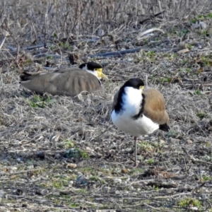 Vanellus miles at Fyshwick, ACT - 30 Aug 2019