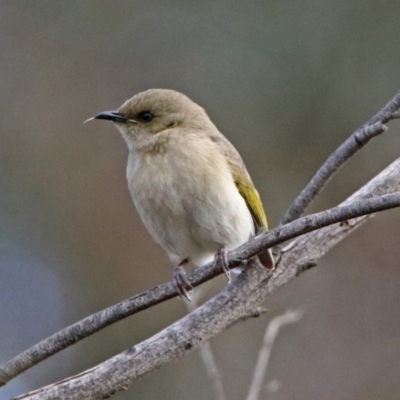 Ptilotula fusca (Fuscous Honeyeater) at Fyshwick, ACT - 30 Aug 2019 by RodDeb