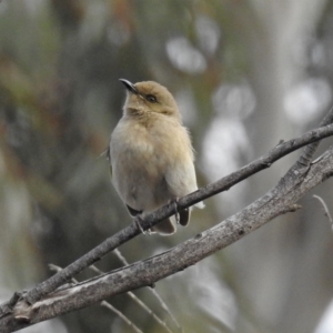 Ptilotula fusca at Fyshwick, ACT - 30 Aug 2019