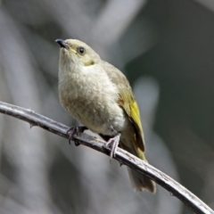 Ptilotula fusca at Fyshwick, ACT - 30 Aug 2019