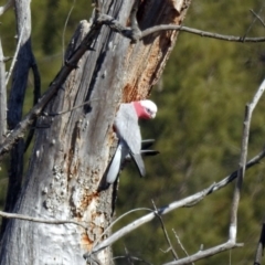 Eolophus roseicapilla (Galah) at Jerrabomberra Wetlands - 30 Aug 2019 by RodDeb