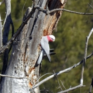 Eolophus roseicapilla at Fyshwick, ACT - 30 Aug 2019