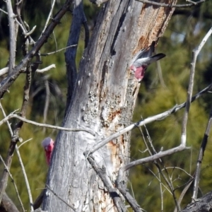 Eolophus roseicapilla at Fyshwick, ACT - 30 Aug 2019