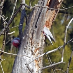 Eolophus roseicapilla at Fyshwick, ACT - 30 Aug 2019