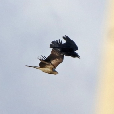 Haliastur sphenurus (Whistling Kite) at Fyshwick, ACT - 30 Aug 2019 by RodDeb