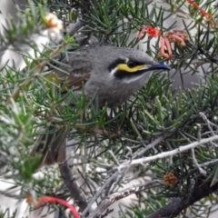 Caligavis chrysops (Yellow-faced Honeyeater) at Fyshwick, ACT - 30 Aug 2019 by RodDeb