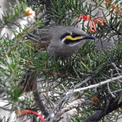 Caligavis chrysops (Yellow-faced Honeyeater) at Fyshwick, ACT - 30 Aug 2019 by RodDeb