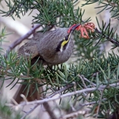 Caligavis chrysops at Fyshwick, ACT - 30 Aug 2019 03:07 PM