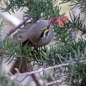 Caligavis chrysops at Fyshwick, ACT - 30 Aug 2019