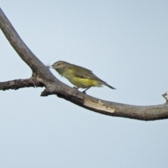 Smicrornis brevirostris (Weebill) at Fyshwick, ACT - 30 Aug 2019 by RodDeb