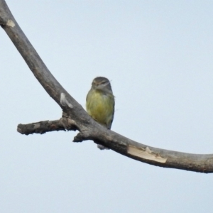 Smicrornis brevirostris at Fyshwick, ACT - 30 Aug 2019