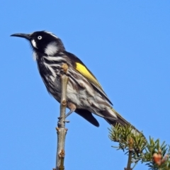 Phylidonyris novaehollandiae (New Holland Honeyeater) at Fyshwick, ACT - 30 Aug 2019 by RodDeb