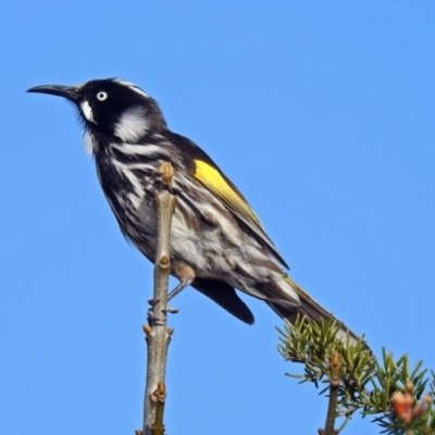 Phylidonyris novaehollandiae (New Holland Honeyeater) at Jerrabomberra Wetlands - 30 Aug 2019 by RodDeb