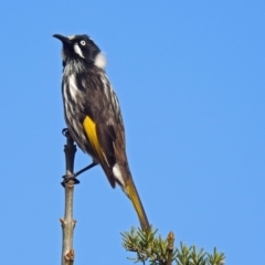 Phylidonyris novaehollandiae at Fyshwick, ACT - 30 Aug 2019 02:34 PM