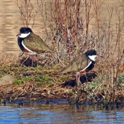 Erythrogonys cinctus (Red-kneed Dotterel) at Jerrabomberra Wetlands - 30 Aug 2019 by RodDeb