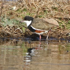 Erythrogonys cinctus at Fyshwick, ACT - 30 Aug 2019