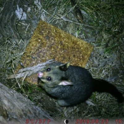 Trichosurus vulpecula (Common Brushtail Possum) at Australian National University - 23 Aug 2019 by gretao777