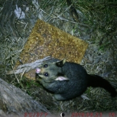 Trichosurus vulpecula (Common Brushtail Possum) at Canberra, ACT - 23 Aug 2019 by gretao777
