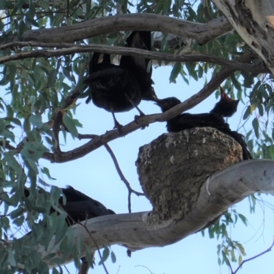 Corcorax melanorhamphos (White-winged Chough) at Deakin, ACT - 31 Aug 2019 by JackyF