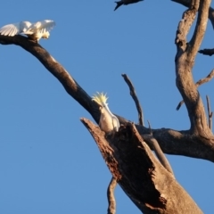 Cacatua galerita (Sulphur-crested Cockatoo) at Deakin, ACT - 31 Aug 2019 by JackyF