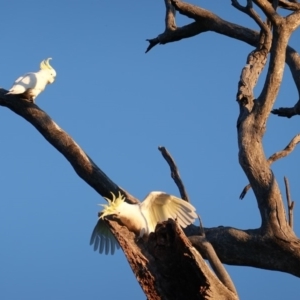 Cacatua galerita at Deakin, ACT - 31 Aug 2019 05:22 PM