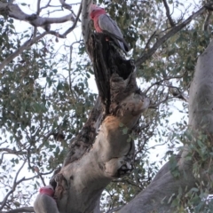 Eolophus roseicapilla (Galah) at GG139 - 31 Aug 2019 by JackyF