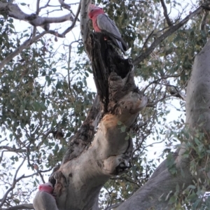 Eolophus roseicapilla at Deakin, ACT - 31 Aug 2019