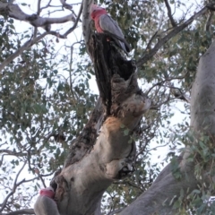Eolophus roseicapilla (Galah) at Red Hill Nature Reserve - 31 Aug 2019 by JackyF