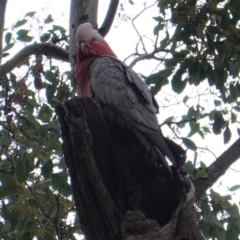 Eolophus roseicapilla at Deakin, ACT - 31 Aug 2019 05:37 PM