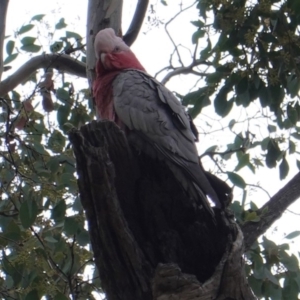 Eolophus roseicapilla at Deakin, ACT - 31 Aug 2019