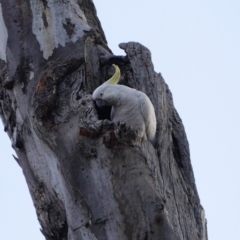 Cacatua galerita (Sulphur-crested Cockatoo) at Red Hill Nature Reserve - 31 Aug 2019 by JackyF