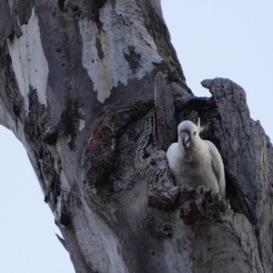 Cacatua galerita at Deakin, ACT - 31 Aug 2019 05:38 PM