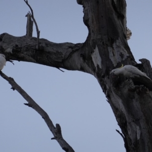 Cacatua galerita at Deakin, ACT - 31 Aug 2019