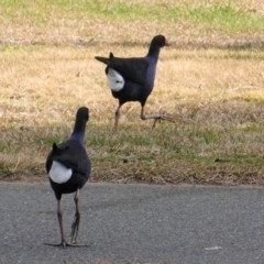 Porphyrio melanotus (Australasian Swamphen) at Yarralumla, ACT - 27 Aug 2019 by JackyF