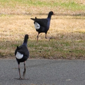 Porphyrio melanotus at Yarralumla, ACT - 27 Aug 2019