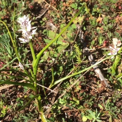 Wurmbea dioica subsp. dioica (Early Nancy) at Molonglo River Reserve - 31 Aug 2019 by NickiTaws